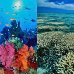 observer guardian coral sea