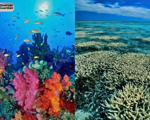 observer guardian coral sea