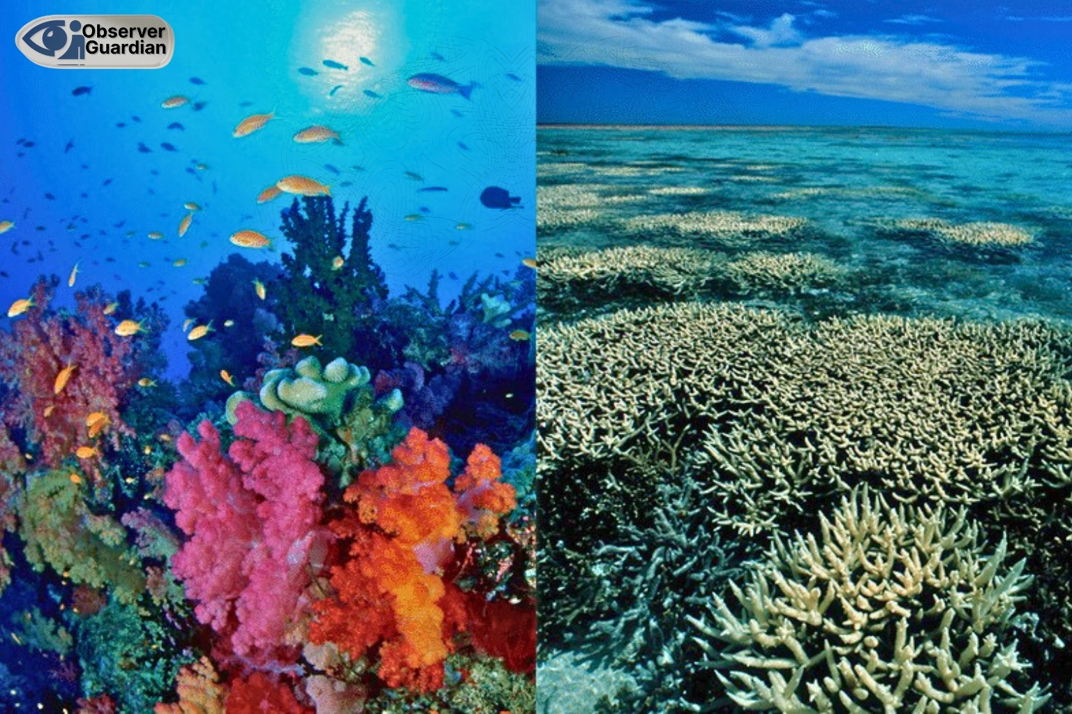 observer guardian coral sea