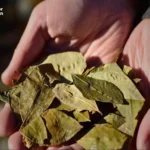 Afghanistan’s Unbreakable Link to the Global Drug Trade