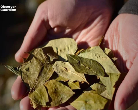 Afghanistan’s Unbreakable Link to the Global Drug Trade