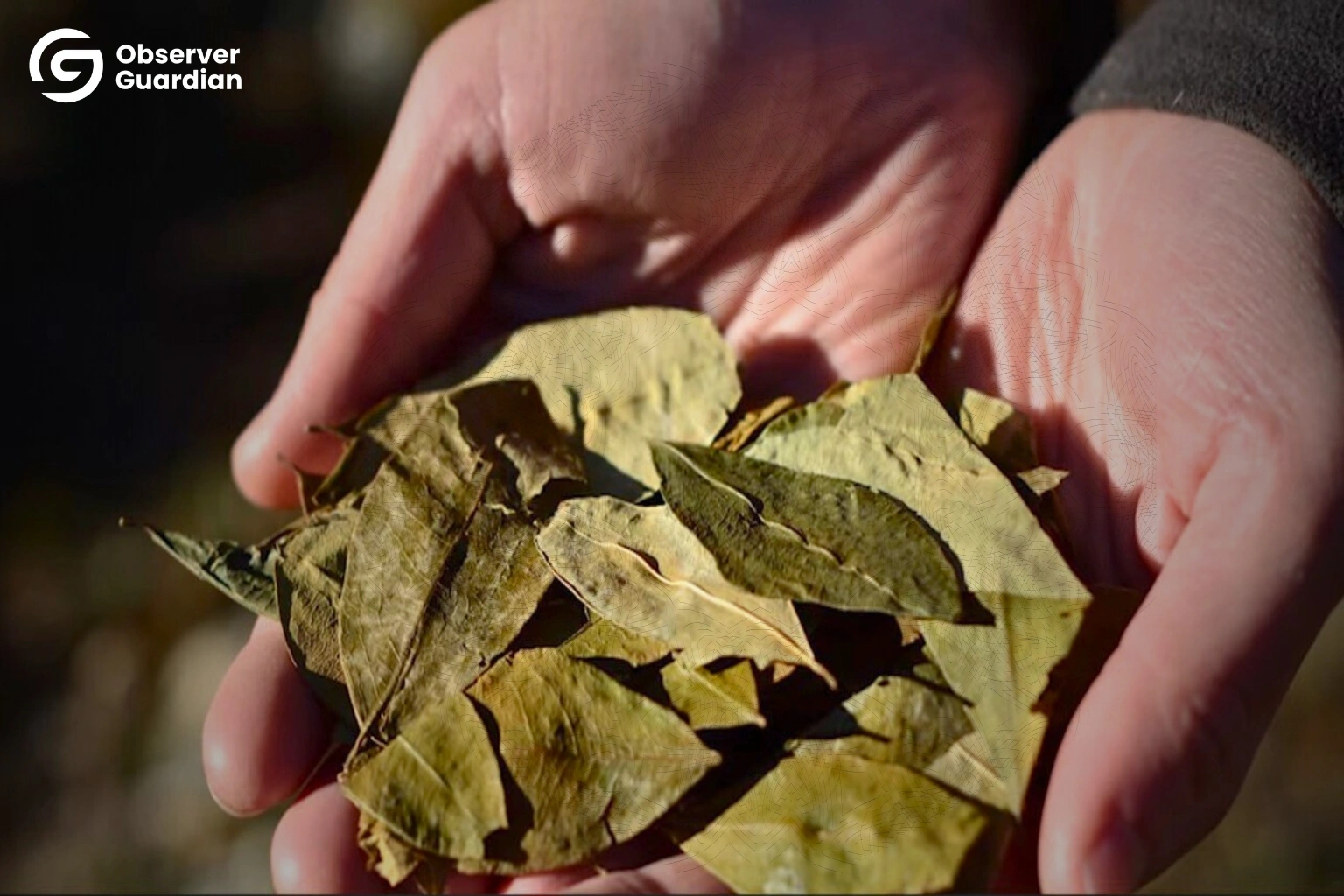 Afghanistan’s Unbreakable Link to the Global Drug Trade